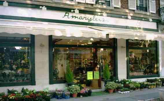 amarylis